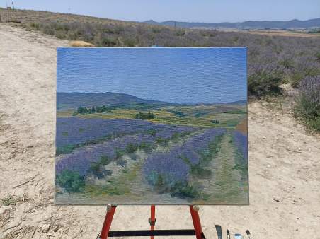 Campi di lavanda